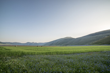 Fioritura - Castelluccio di Norcia
