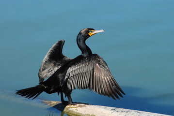 Double-crested cormorant spreading and drying wings in sunlight - obrazy, fototapety, plakaty