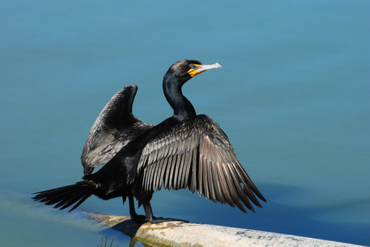 Double-crested cormorant spreading and drying wings in sunlight