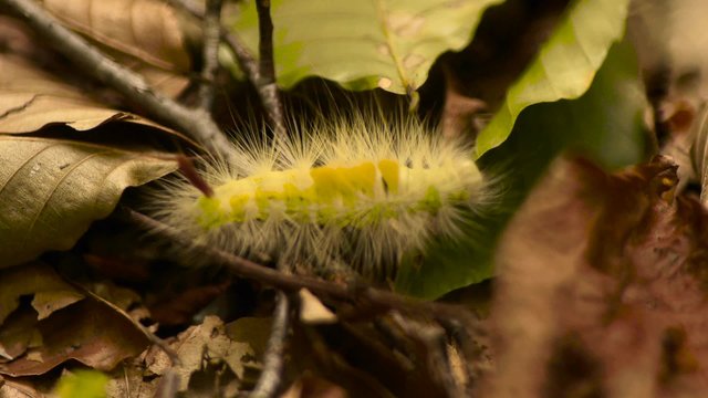 秋の森 0033 落ち葉と毛虫