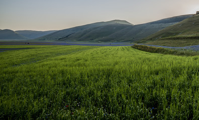 Obraz premium Fioritura - Castelluccio di Norcia