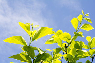 カキノキの葉の新緑と空