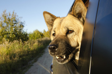Dog looking into the window car. Pets
