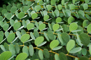 Green Leaves Background