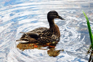 Beautiful duck in the Trakai in Lithuania