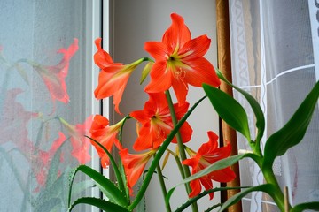 Red hippeastrum witch aloe on a window