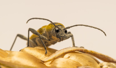 Fototapeta premium Insecte - Chorophorus glabromaculatus