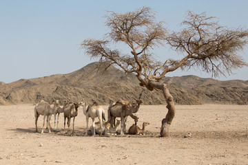 Fototapeta na wymiar Kamele ausruhen sich unter der Akazie