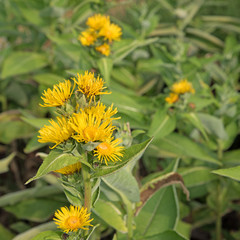Alant - Inula helenium