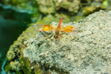 Dragonfly
