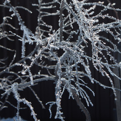 crystals of hoarfrost on branches