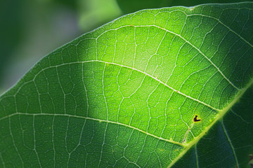 Obraz premium The walnut plant on the walnut tree