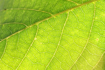 The walnut plant on the walnut tree