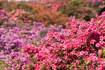 Obraz premium 画面いっぱいのツツジの花