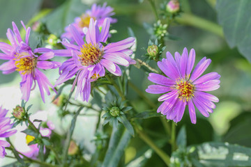 The purple flower in my garden.