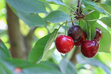 The rotten cherry on the tree