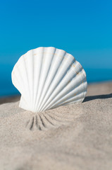 Weiße Jakobsmuschel am Strand unter blauem Sommerhimmel, Meer, Sommerurlaub, Urlaubsträume, Pecten