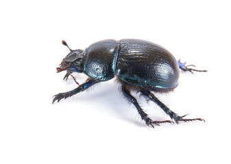 Geotrupes stercorarius, or earth-boring dung beetles, or dung be