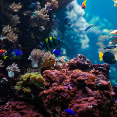 beautiful underwater world with corals and tropical fish