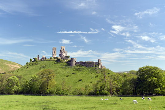 Corfe Castle with cows in fields in Dorset