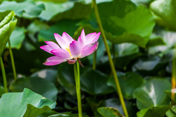 Fototapeta premium Lotus