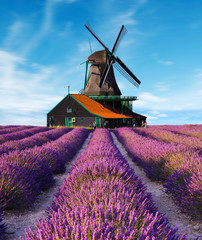 lavender fields with windmill