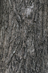 Old Wood Tree Texture Background Pattern