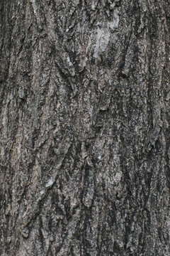Old Wood Tree Texture Background Pattern