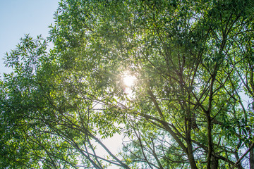 Sonnelicht in der Baumkrone