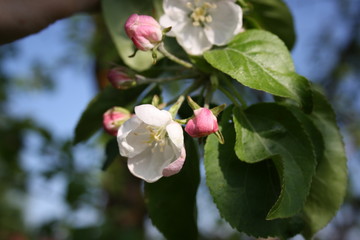 branch of a blossoming apple tree on garden background