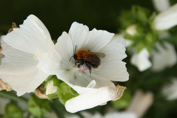 A macro shot of a bumblebee collecting pollen