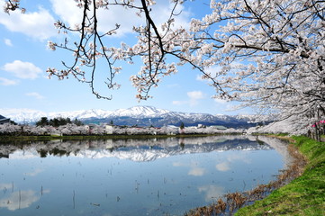 Fototapeta na wymiar 新潟県　高田公園の妙高連峰と桜