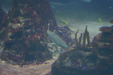 Rekin brunatny © kaja_gg