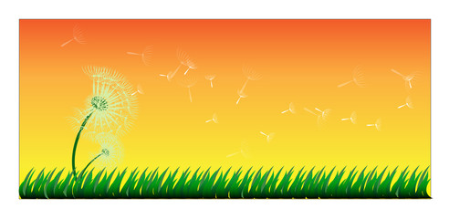 Naklejka na ściany i meble dendelion and grass on sunset background,vector illustration