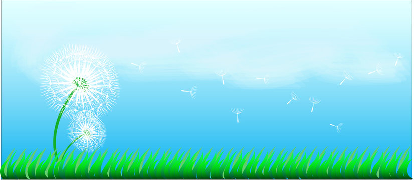 dendelion and grass on blue sky background,vector illustration