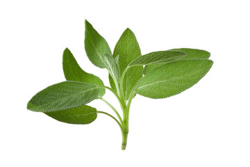Sage plant on a white background