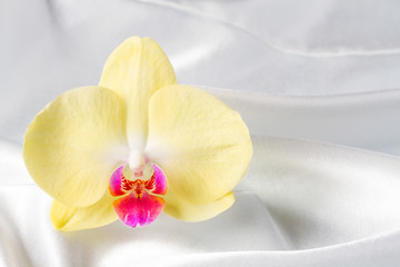 Fototapeta na wymiar Yellow orchid on a satin background.