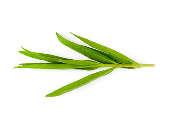 Fototapeta premium Tarragon herbs close up isolated on white