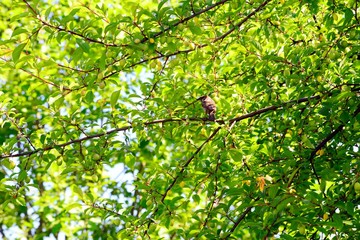 Fototapeta premium Caucasian tree on summer time background with bird