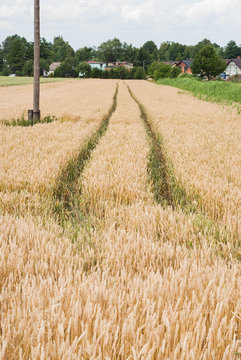 Yellow wheat growing in a farm field