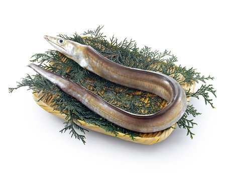 254 最適な ハモ 画像 ストック写真 ベクター Adobe Stock