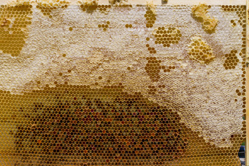 honeycomb with honey . bee bread in new cells