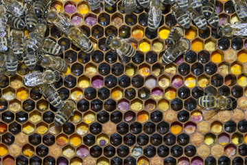 bees work on honeycombs