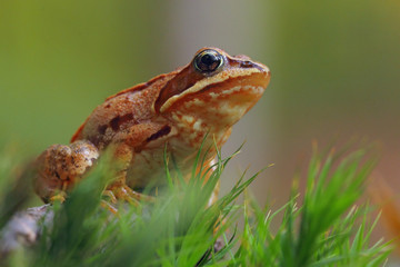 Frog in thr forest