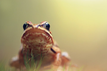Frog in thr forest