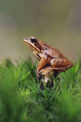 Frog in thr forest