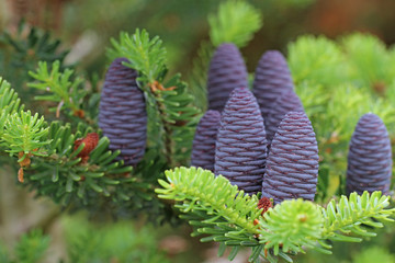 Beautiful color Christmas Korean Fir cone on green branches 
