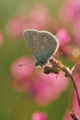 Pink flowers with Common Blue butterfly
