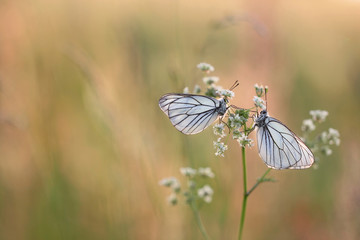 Black-veined White butterfly, Aporia crataegi