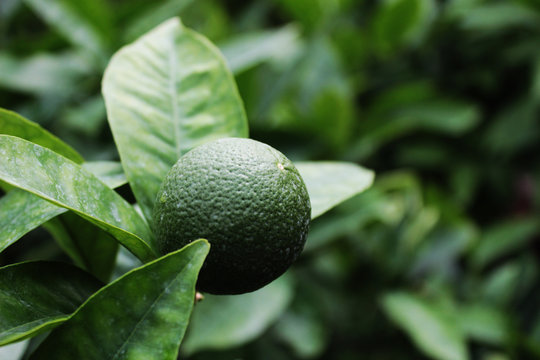 Lime ahead of the coveted harvest